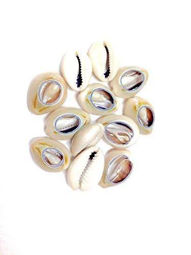 Sea Shell Cutted Hair Beads Cowrie Rasta Dreadlock Braid Decoration Beads Braiding 12pcs - Unknown