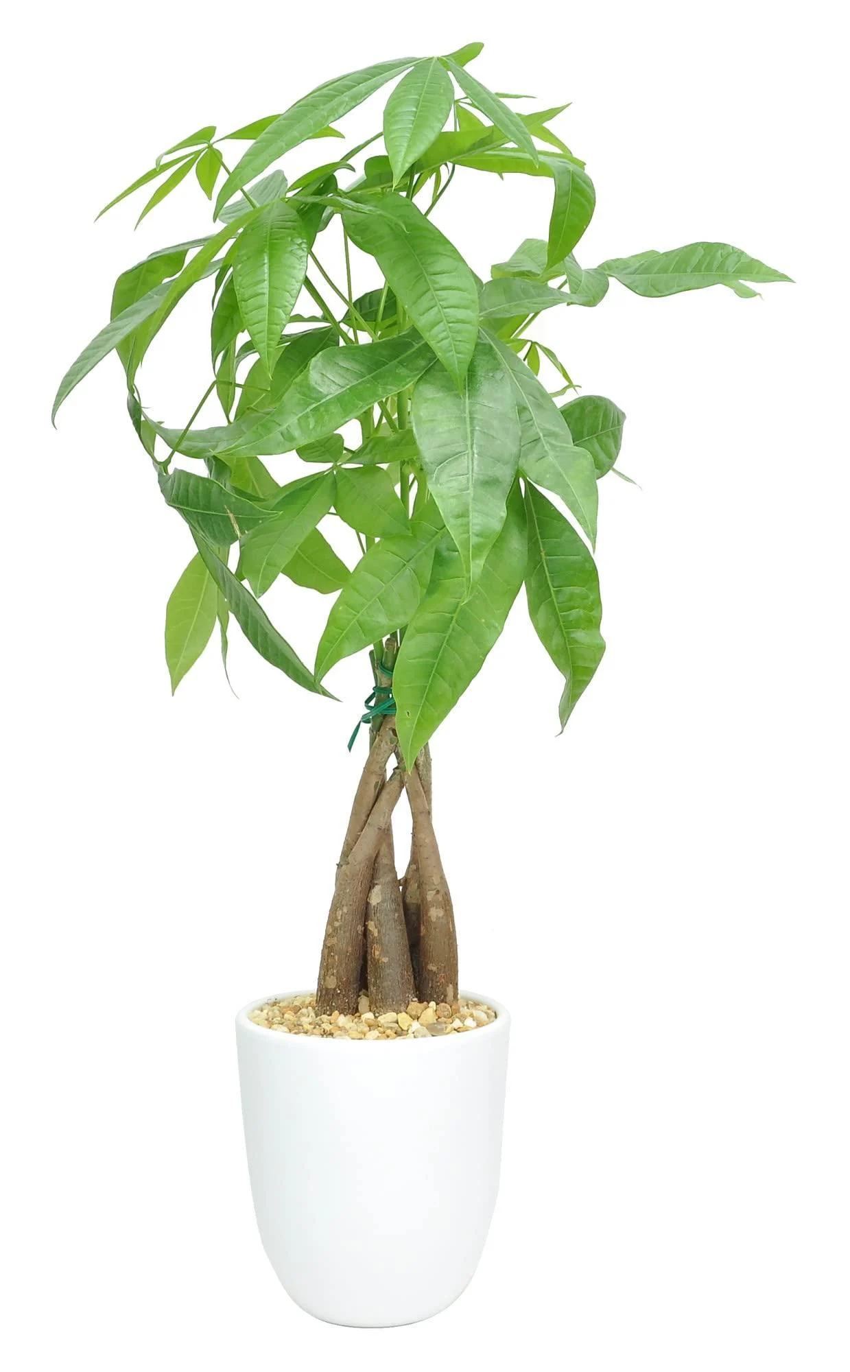Costa Farms Money Tree Pachira, Medium Ships in Premium Ceramic Planter, 16-Inches Tall, Gift Medium Money Tree Planter