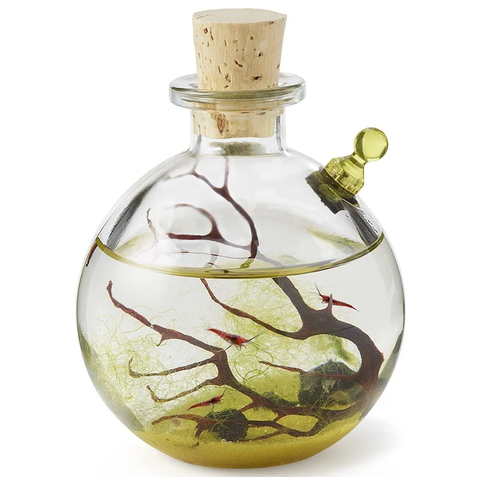Shrimp Bubble Self-Sustaining Ecosystem Amber
