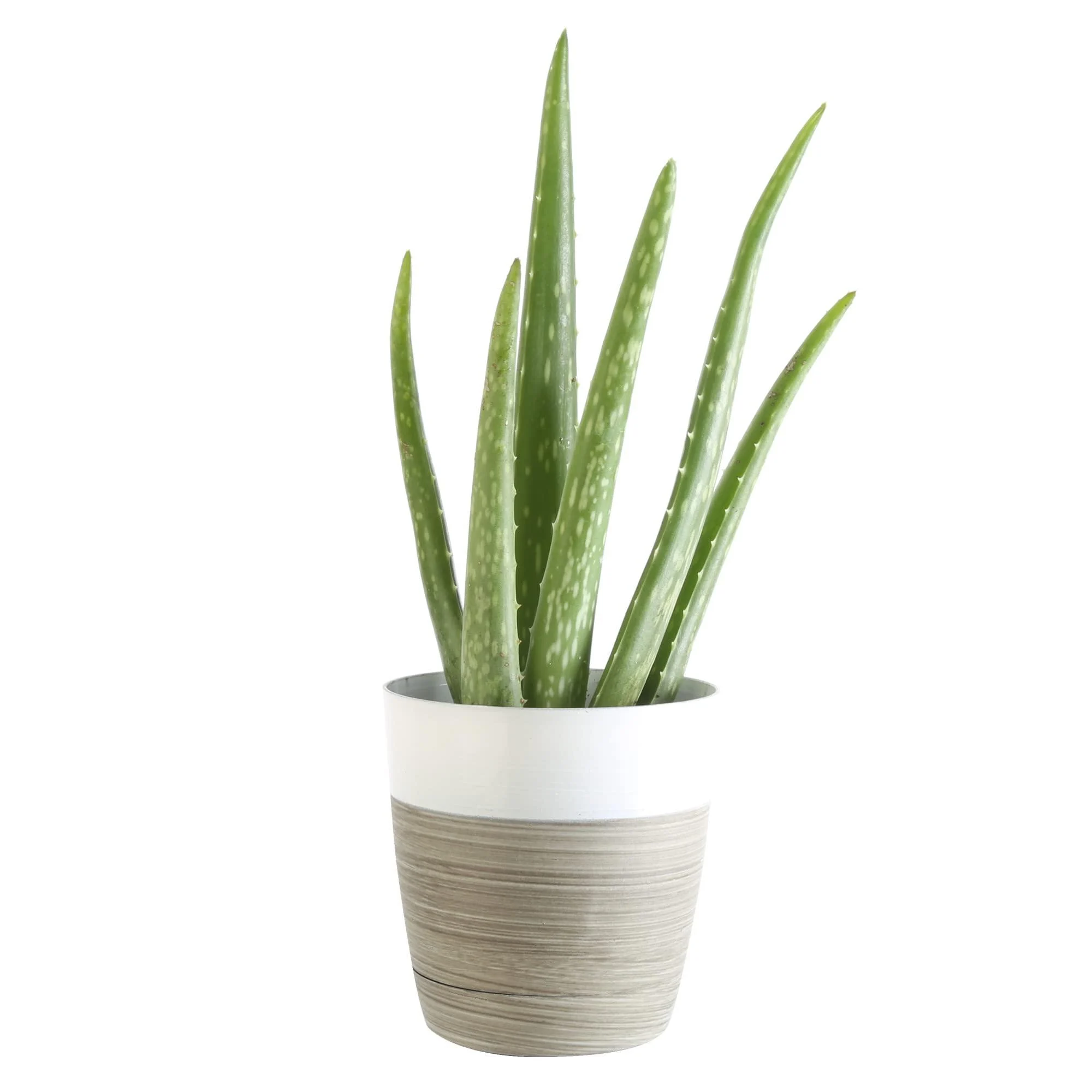 Costa Farms Aloe Vera Live Indoor Plant Fresh from Our Farm 7-Inches Tall, in White-Natural Dcor Planter, Great Gift White-Natural Dcor Planter 7-Inches Tall
