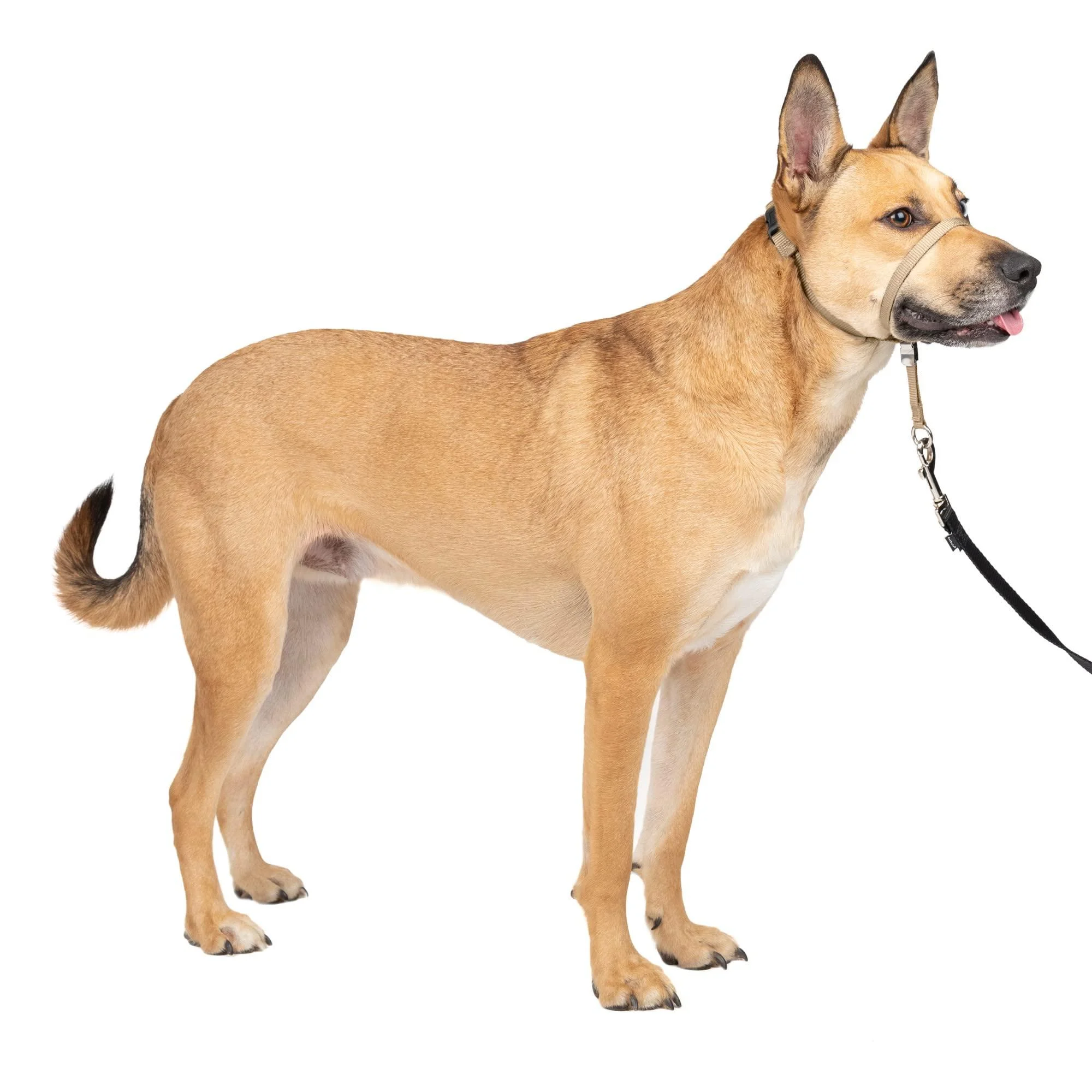 PetSafe Gentle Guide Collar with Training DVD Beige Medium (Pack of 1)