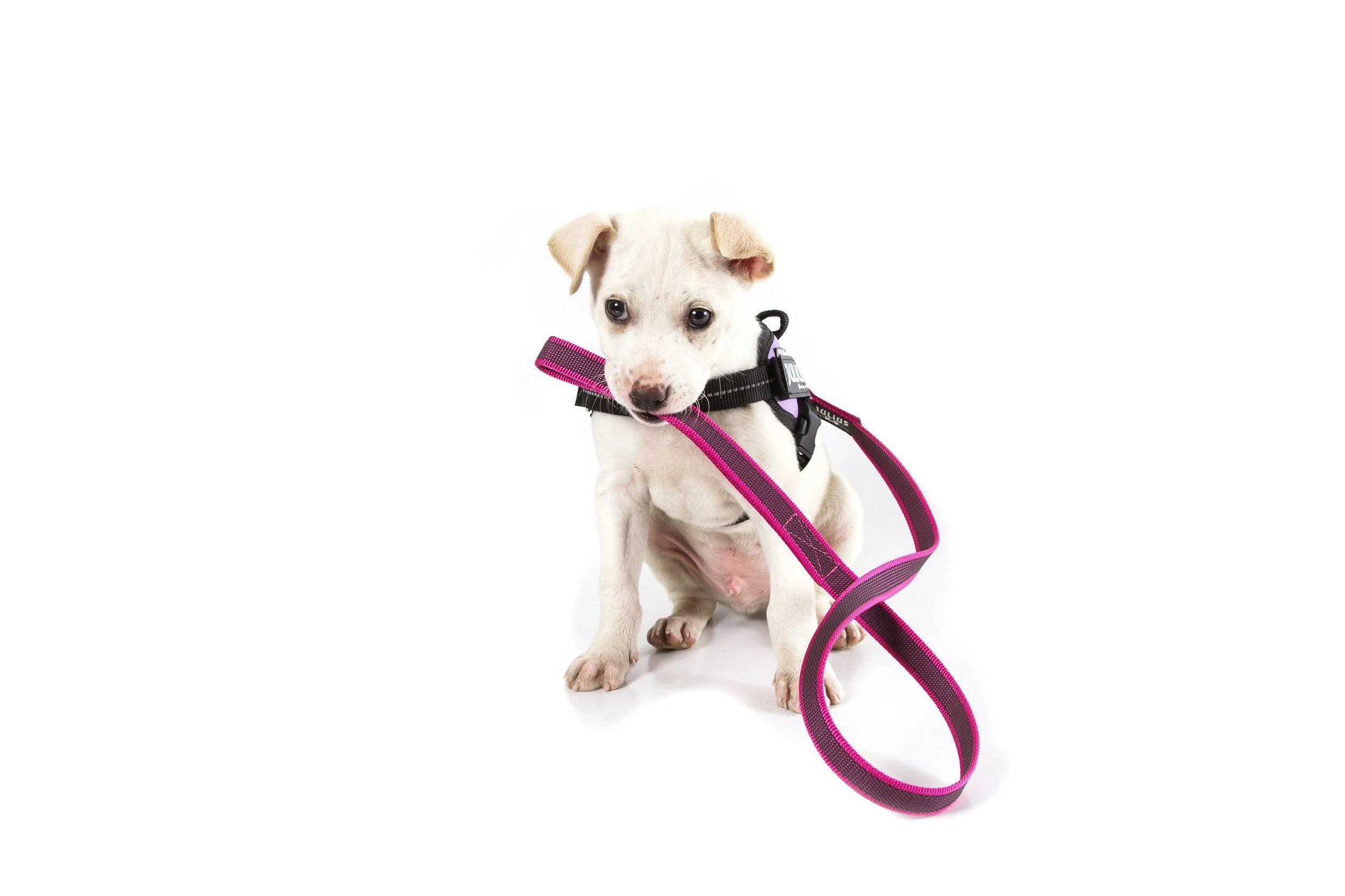 IDC Color & Gray rubberized leash 20 mm x 1 m with loop pink-gray Pink-gray 20 mm x 1 m (with loop)