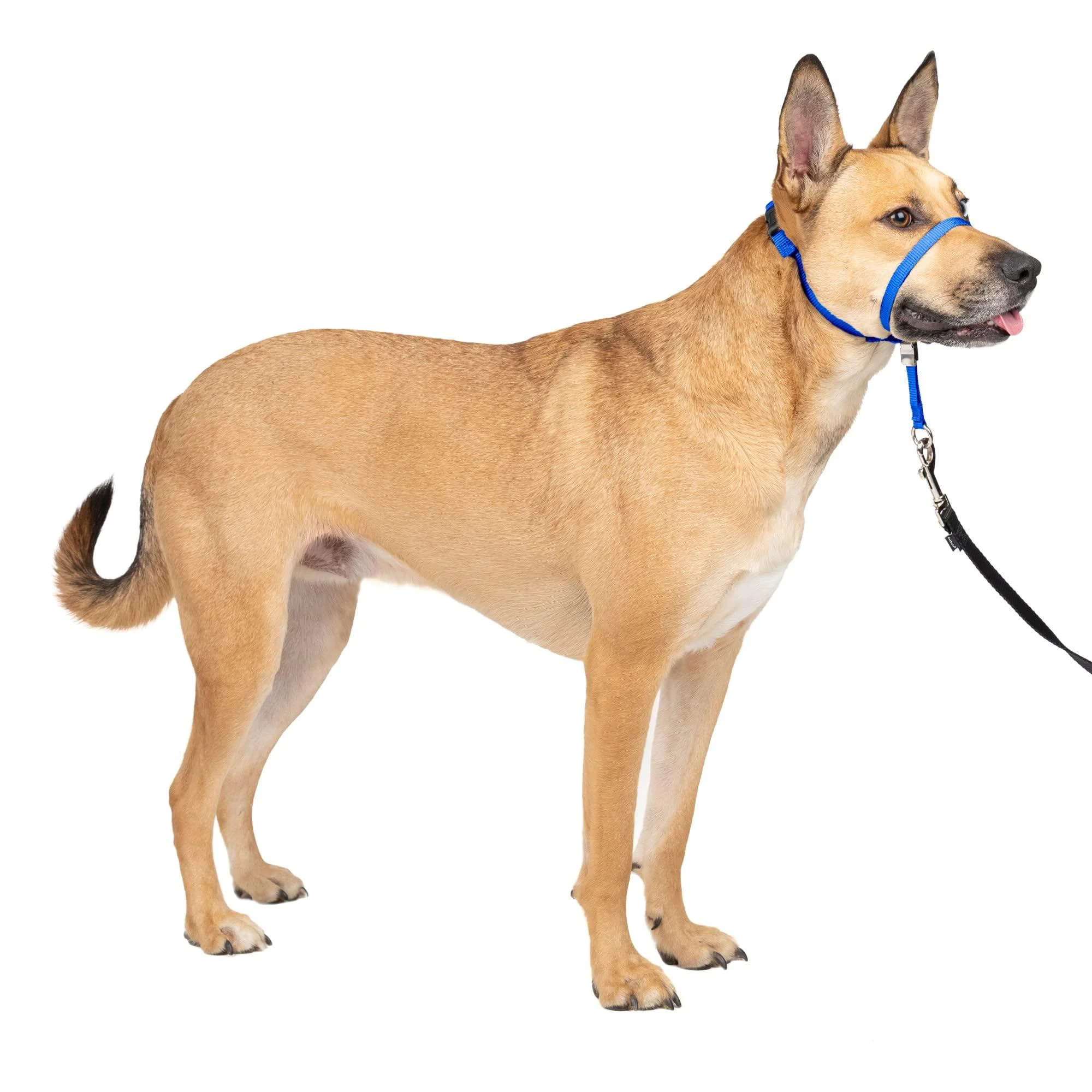 PetSafe Gentle Guide Collar with Training DVD Medium Royal Blue