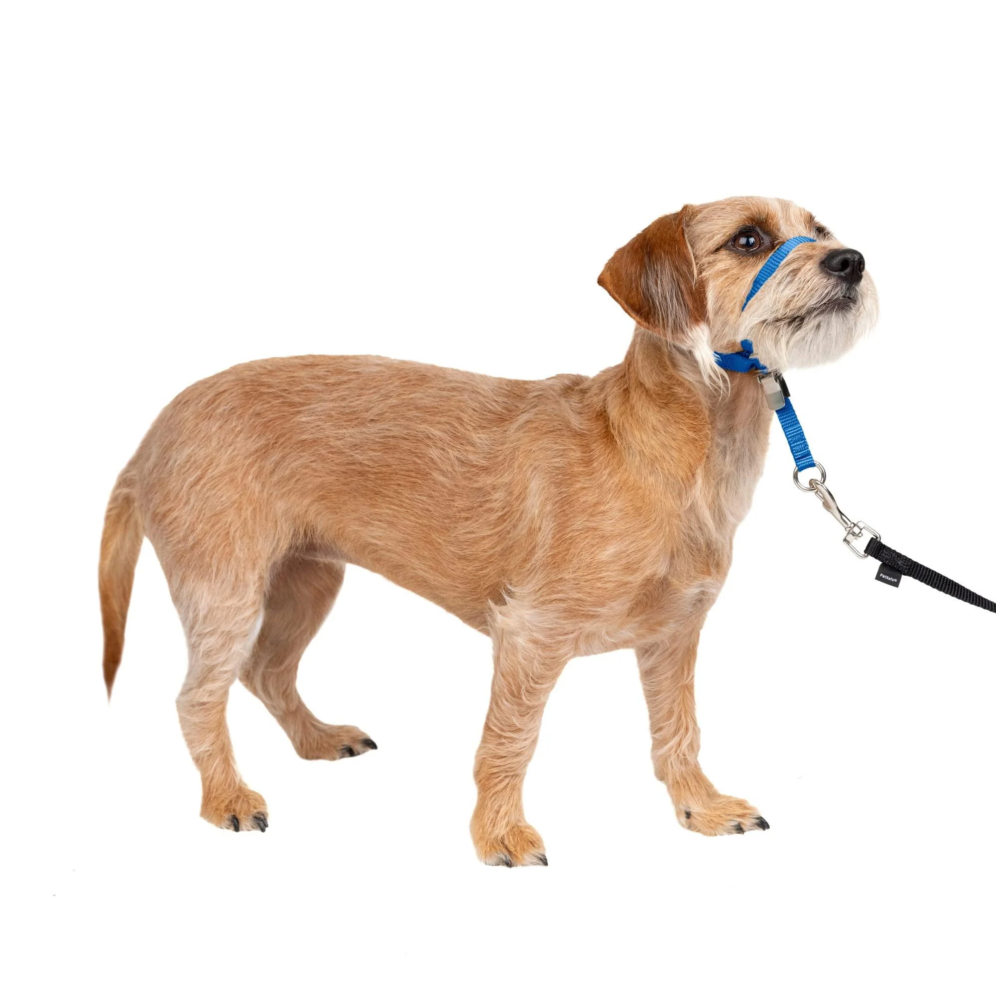 PetSafe Gentle Guide Collar with Training DVD Royal Blue Small Up to 25 Lb.