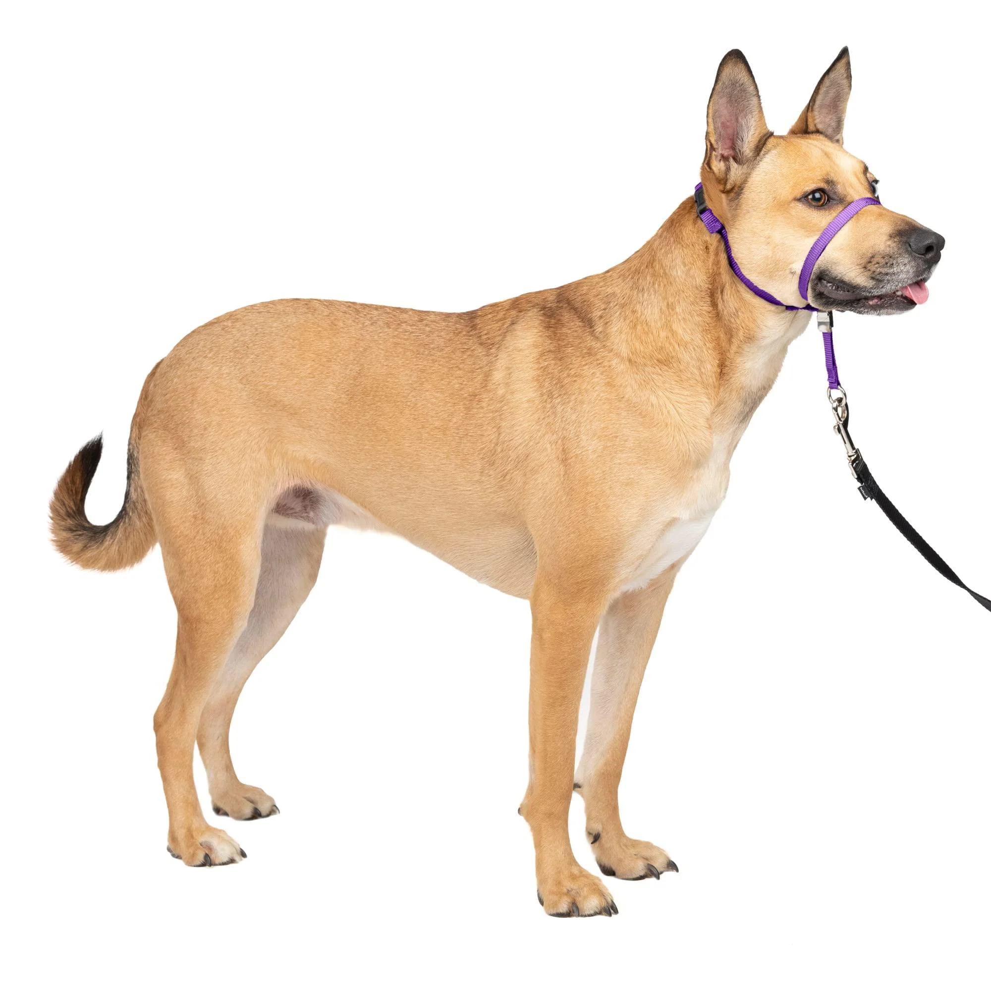 PetSafe Gentle Guide Collar with Training DVD deep purple Medium 25-60 Lb.