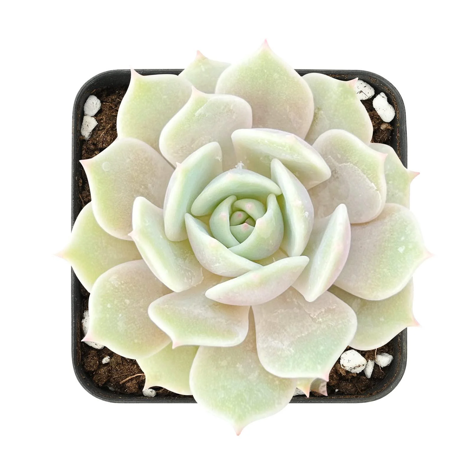 2in Echeveria Lola, 1 Pack Live Mini Succulent Plant Fully Rooted in Pots with Soil Mix, Real House Plant for Indoor Outdoor Home Office Wedding Decoration DIY Projects Party Favor Gift E. Lola - Sprout N Green