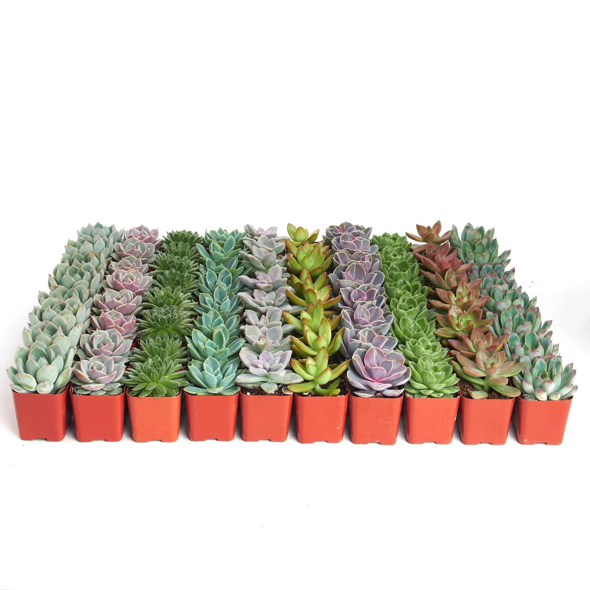 Shop Succulents | Radiant Rosette Collection of Live Succulent Plants, Hand Selected Variety Pack of Mini Succulents | Collection of 32 Standard Box 32-Pack