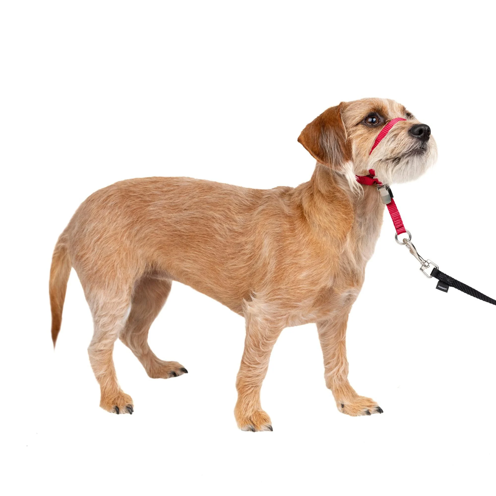 PetSafe Gentle Guide Collar with Training DVD Small Red