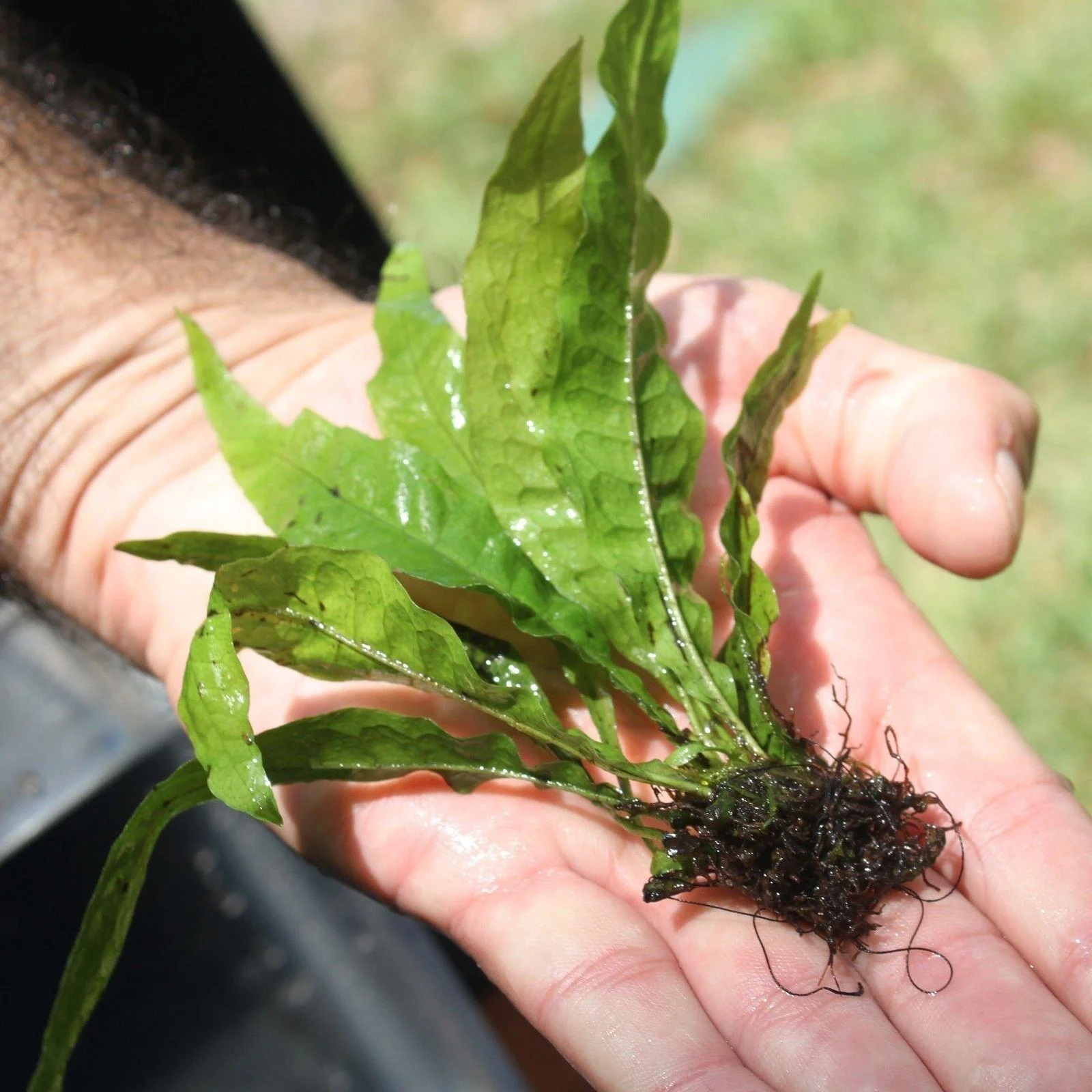 Java Fern Microsorum pteropus | Beginner Live Aquatic Plant for Freshwater Aquariums - Big Pete's Aquatics