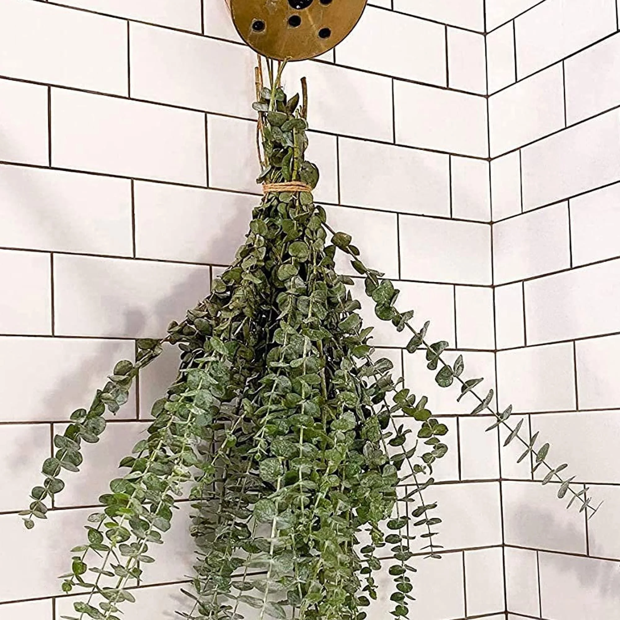 Dried Eucalyptus Branches Real Hanging Eucalyptus Stems Eucalyptus Plant Indoor for Shower Home DIY Hotel Office Shower Hanging Eucalyptus - Harvey J