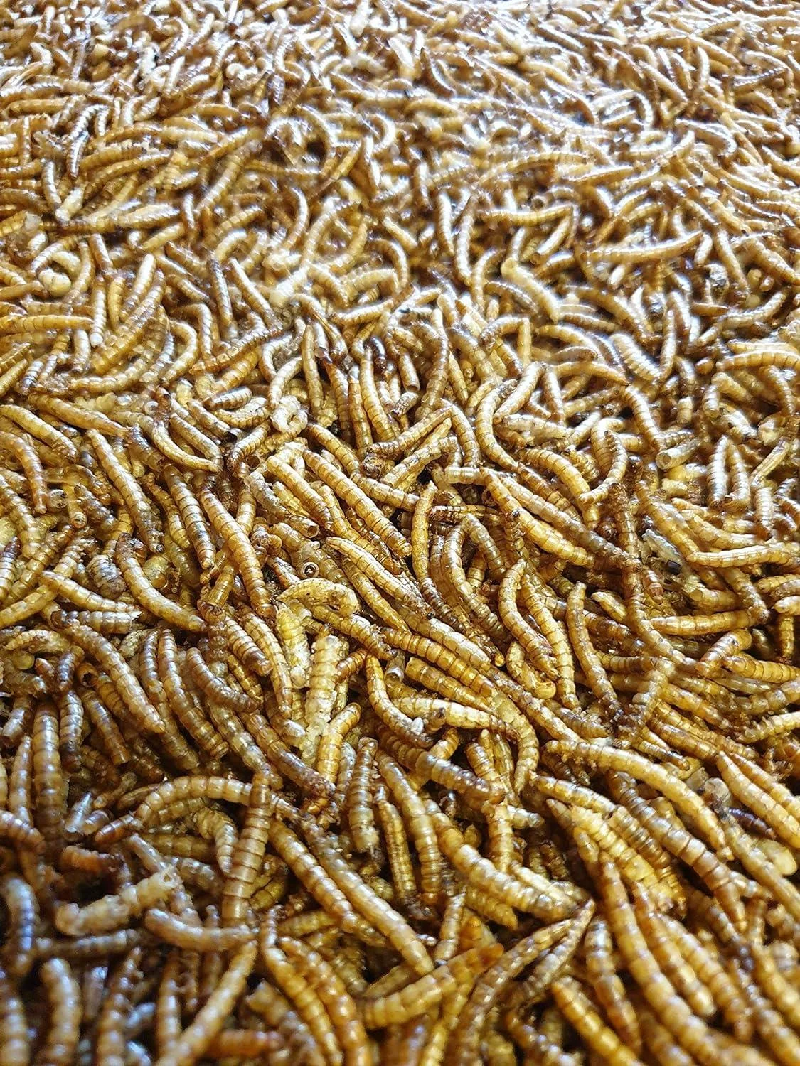 2KG Dried Mealworms for Wild Bird Food - direct deals 123