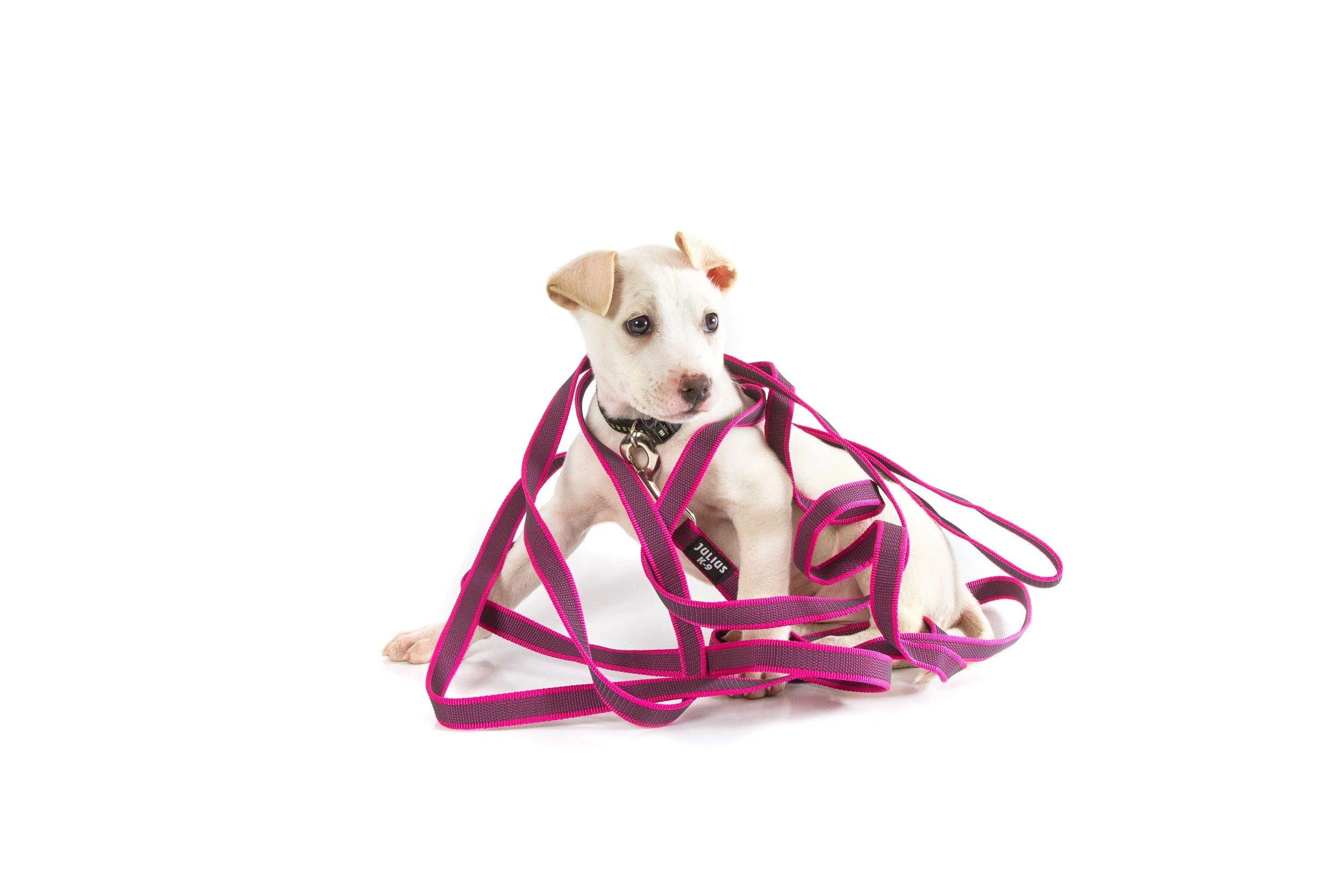 IDC Color & Gray rubberized leash 20 mm x 10 m with loop pink-gray Pink-gray 20 mm x 10 m (with loop)
