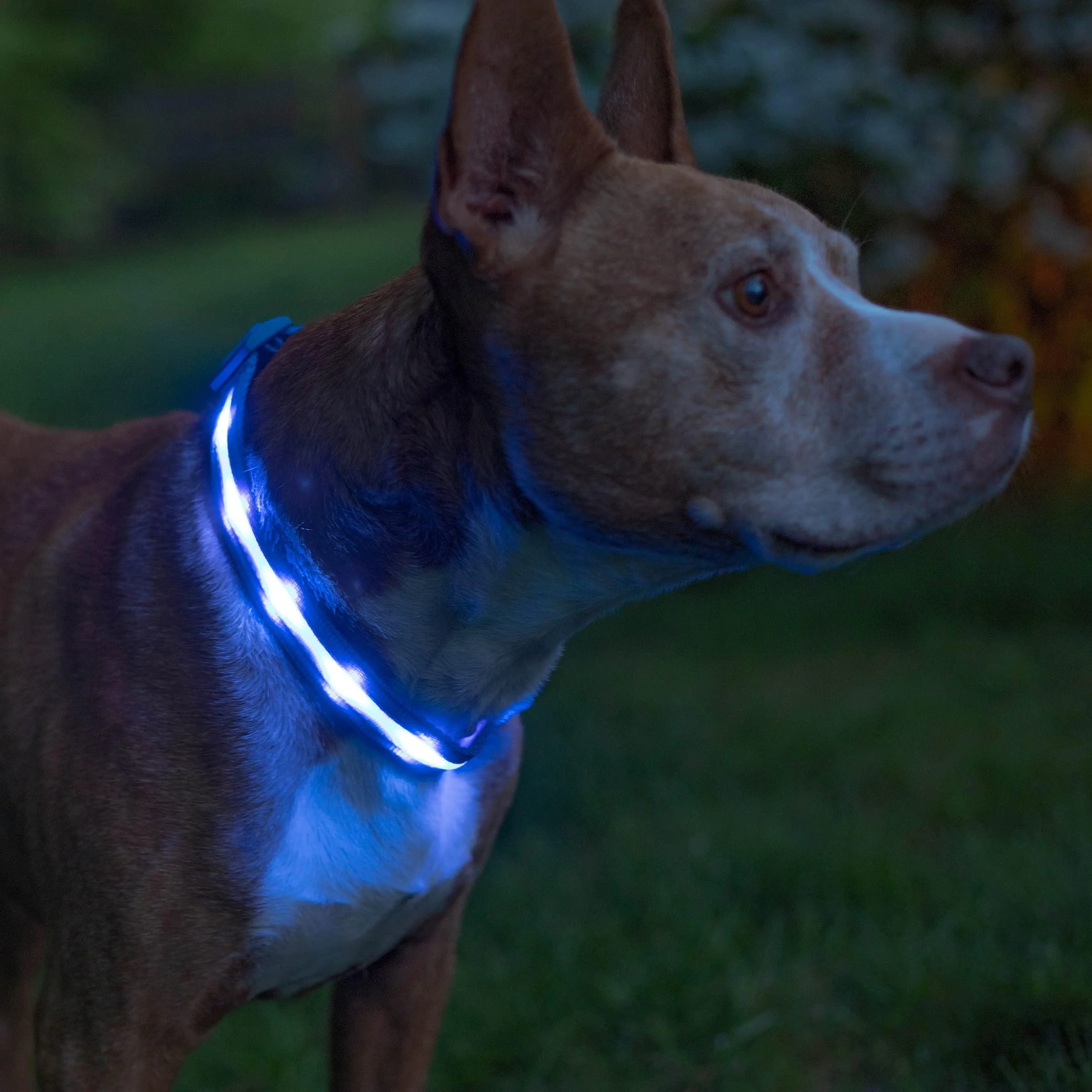 Blazin LED Light Up Dog Collar - 1,000 Feet of Visibility - Brightest for Night Safety - USB Rechargeable with Water Resistant Glowing Dog Collar Light Large (Pack of 1) Blue
