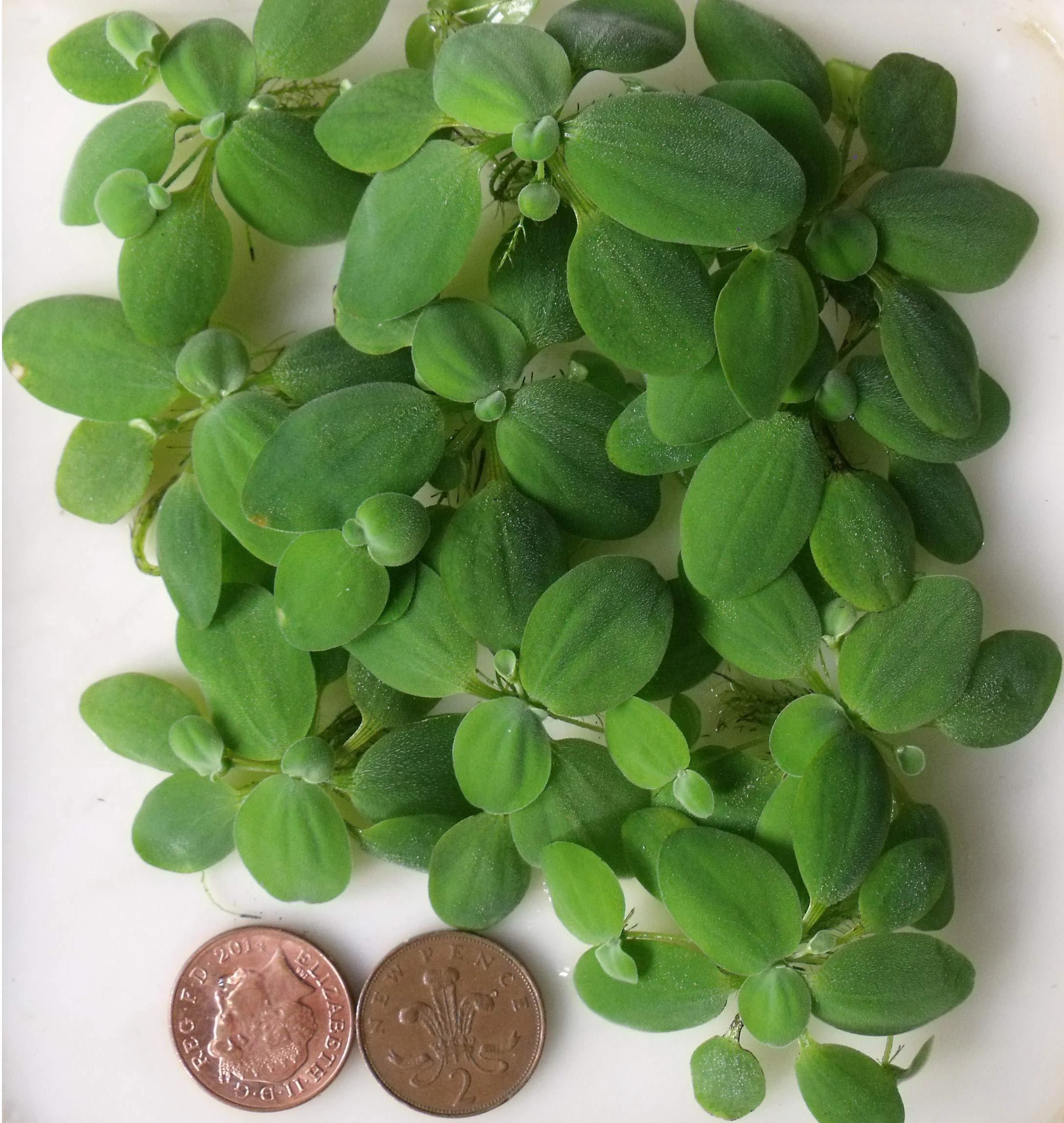 10x Water Lettuce pistia stratiotes Dwarf Mini Live Aquarium Floating Plants - Proximus N1