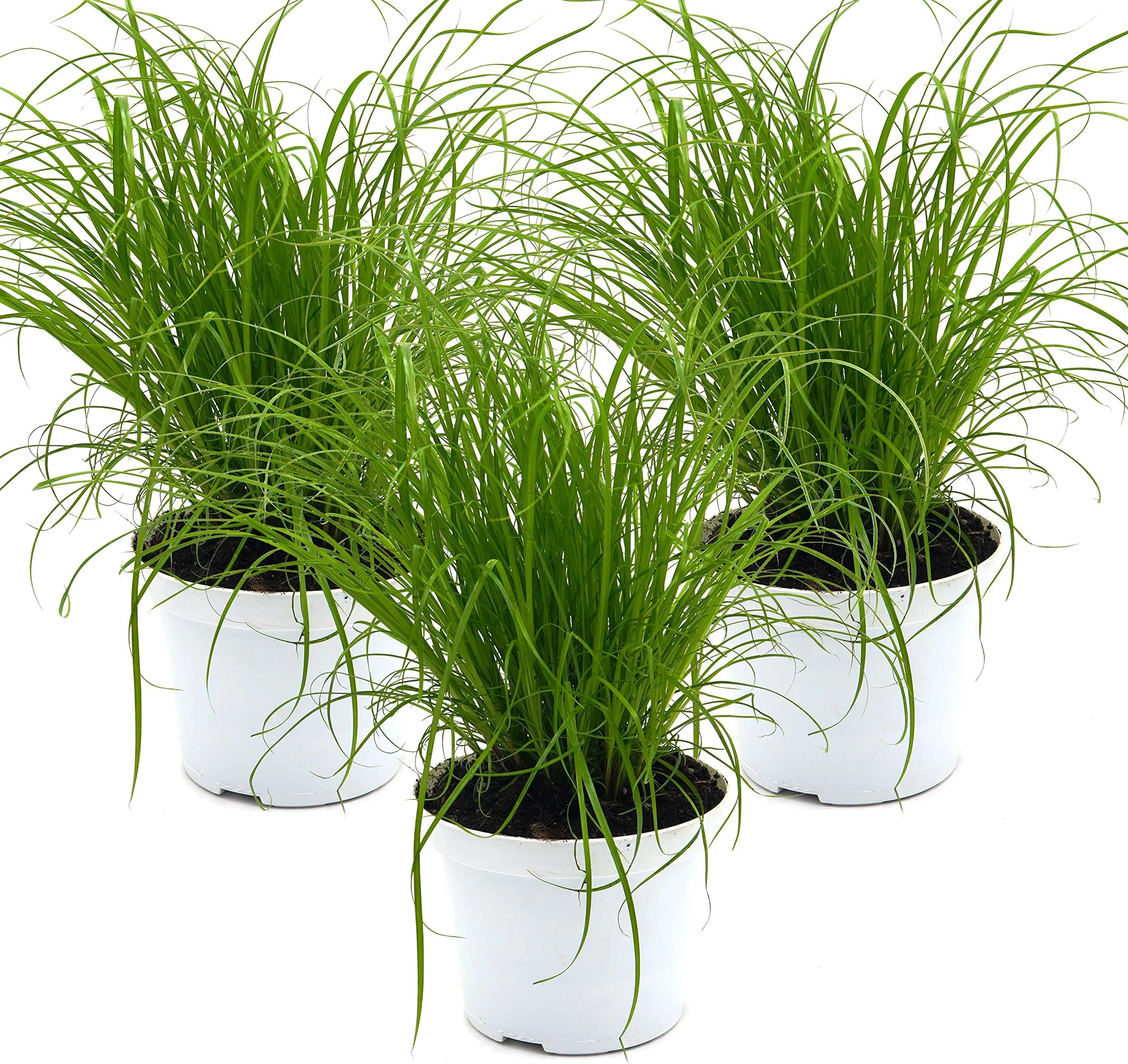 Common cat grass (Cyperus alternifolius 'Zumula') (3) - unsere-gaertnerei-mueller