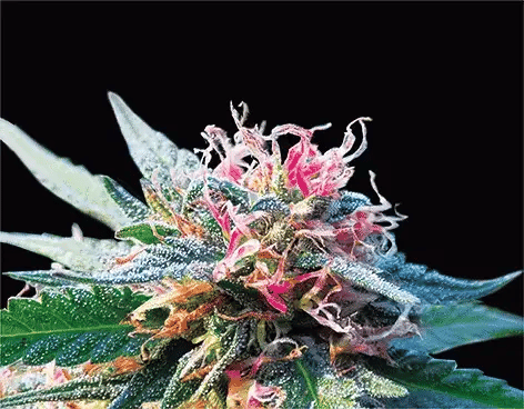 Bubba Kush 3D Lenticular Internally Framed Art 14" x 18" - Nu-Venture, LLC.