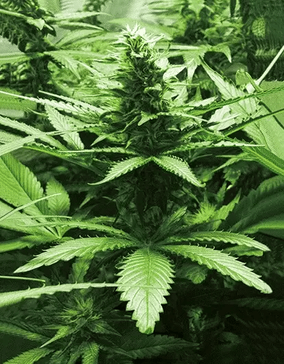 Bud Vertical 3D Lenticular Internally Framed Art 14" x 18" - Nu-Venture, LLC.