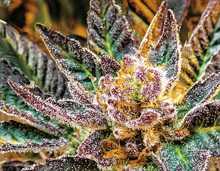 Slurry Crasher Trichomes 3D Lenticular Internally Framed Art 14" x 18" - Nu-Venture, LLC.