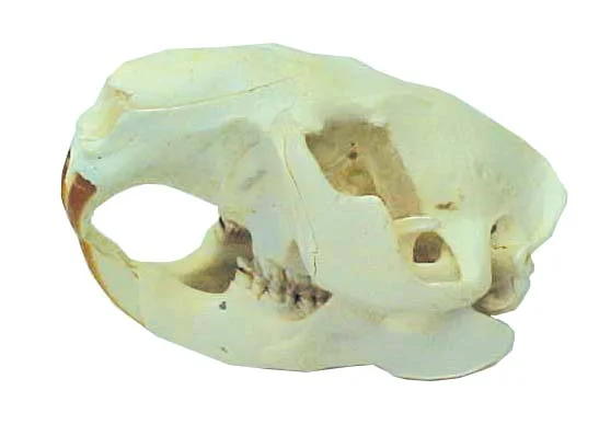 Beaver Skull - Driftstone Pueblo