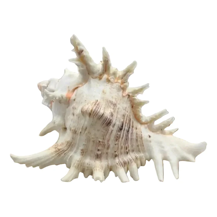 Ramose Murex Sea Shell - EARTH'S ELEMENTS
